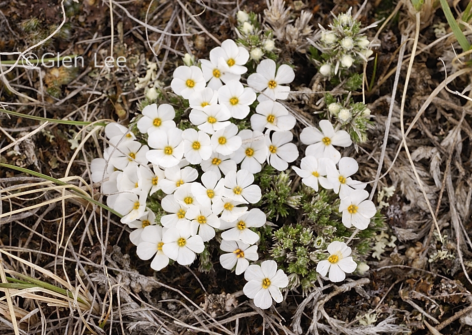 Phlox hoodii photos Saskatchewan Wildflowers